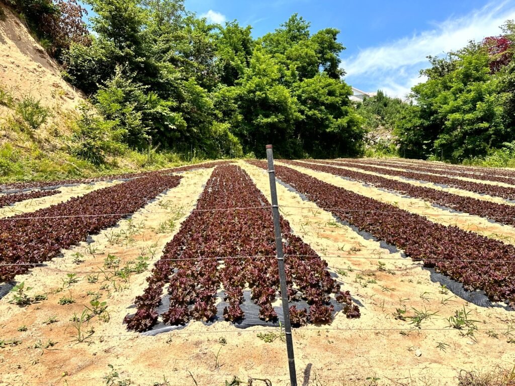 강원 고성 고랭지 상추농장 이산화염소수 생성장치 ECO-200 | 재배수 관리 사례